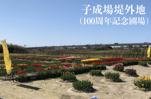 にいがた ちゅーりっぷ図鑑 Tulip X Picture Tulipicture From Niigata
