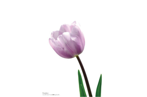 にいがた ちゅーりっぷ図鑑 | Tulip x Picture = TULIPICTURE from Niigata