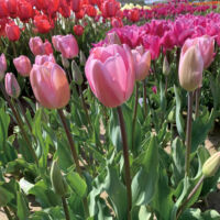 ロザリー ロザリー